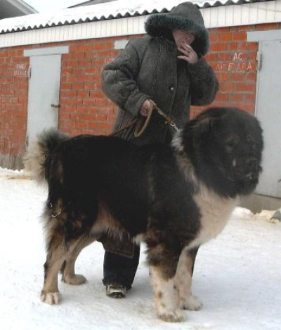 Кавказская овчарка Русский Риск Бандит