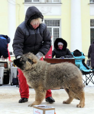 КАВКАЗСКАЯ ОВЧАРКА РУССКИЙ РИСК ШАКИРА 4,5 МЕСЯЦЕВ
