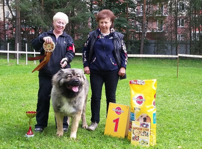 КАВКАЗСКАЯ ОВЧАРКА РУССКИЙ РИСК ШАКИРА, ЛУЧШАЯ СУКА КЧК