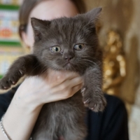Британский котенок, кошка 1,5 месяца