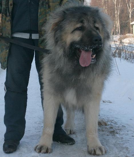 кавказская овчарка кобель Алмаз Русский Риск 1 г. 2 мес. / The Caucasian sheep-dog, male Almaz Russian Risk 14 months