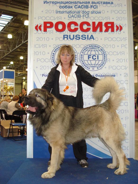 кавказская овчарка Датви Искандер Русский Риск