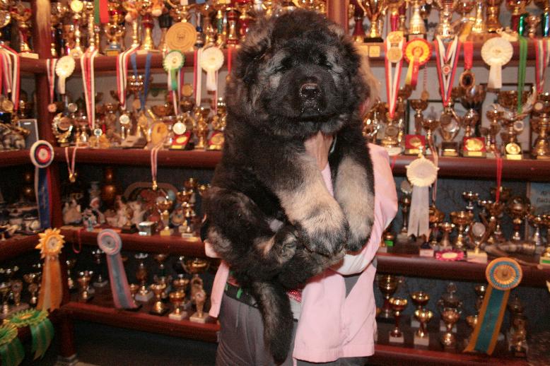 продается щенок кавказской овчарки мальчик 55 дней, Caucasian Shepherd puppy male 55 days. 