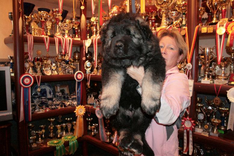продается щенок кавказской овчарки мальчик 55 дней, Caucasian Shepherd puppy male 55 days.