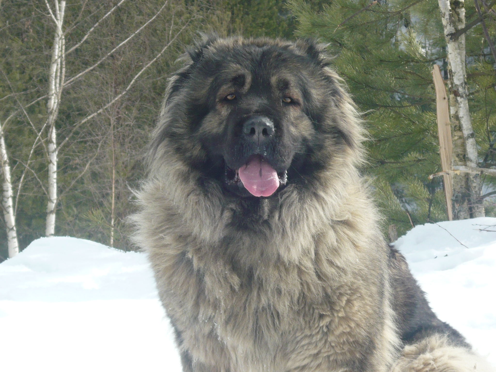 кавказская овчарка Анри, Caucasian Shepherd dog Anri, kavkazskaya ovchaka Anri 