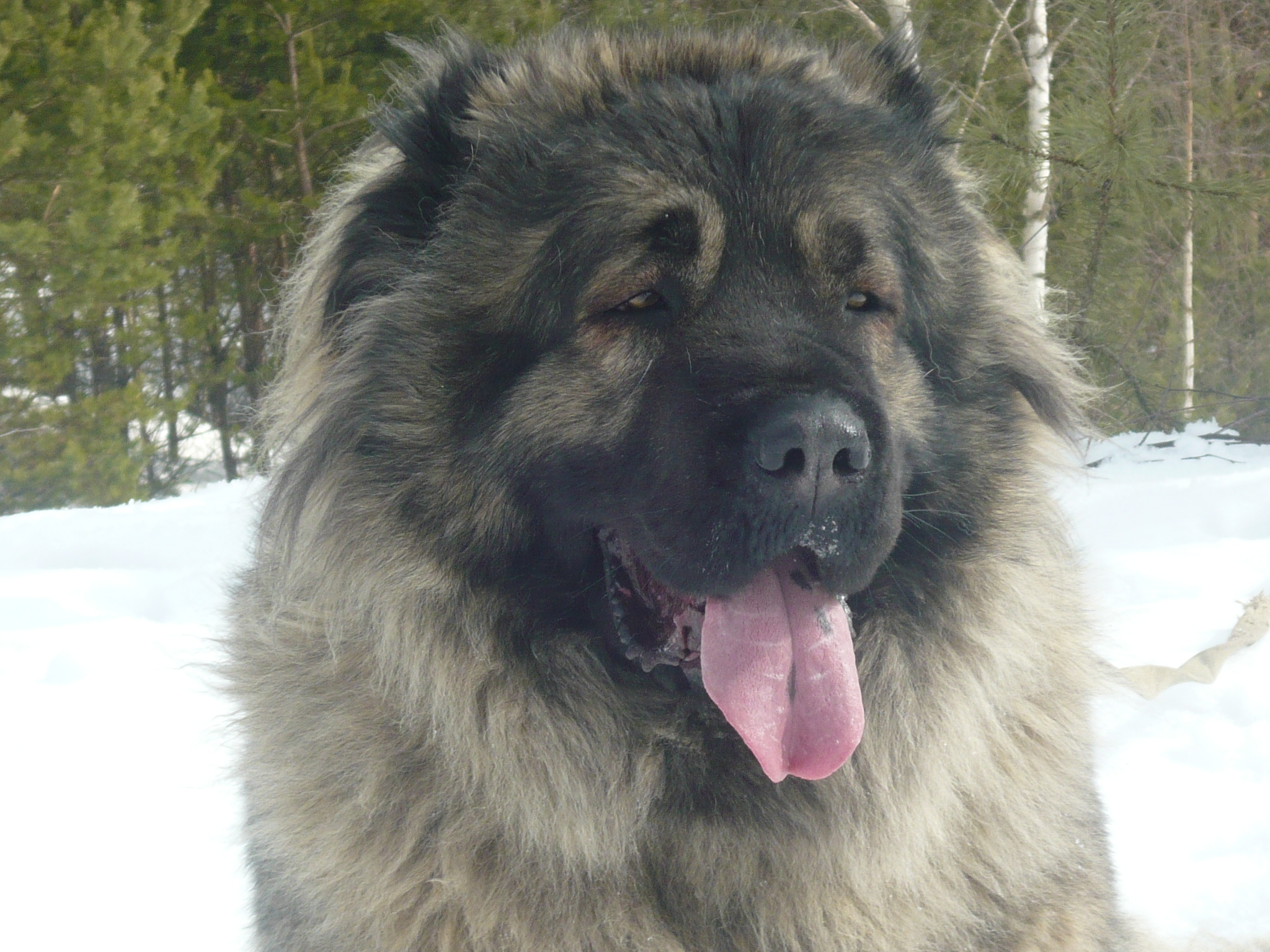 кавказская овчарка Анри, Caucasian Shepherd dog Anri, kavkazskaya ovchaka Anri 