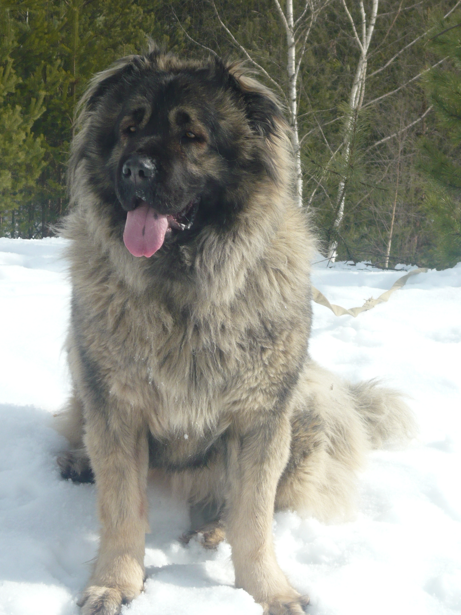 кавказская овчарка Анри, Caucasian Shepherd dog Anri, kavkazskaya ovchaka Anri 
