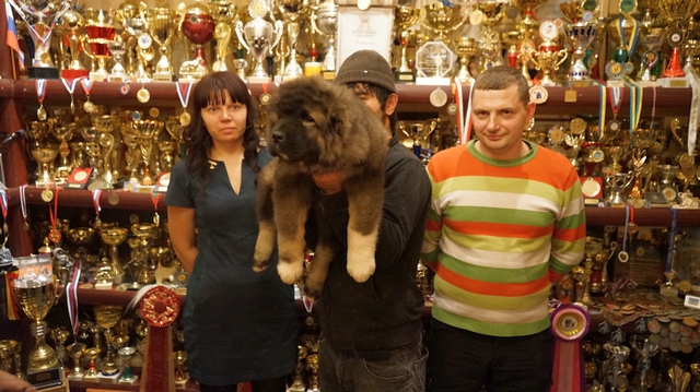 ЩЕНОК КАВКАЗСКОЙ ОВЧАРКИ, ДЕВОЧКА ОБЬ ИЗ ЕГОРЬЕВСКА, 2,5 МЕСЯЦА
