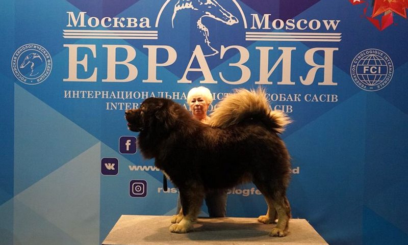 АЗИЯ 2018" НАША КАВКАЗСКАЯ ОВЧАРКА, ПОБЕЖДАЛА 2 ДНЯ РУССКИЙ РИСК ОТВАЖНЫЙ II