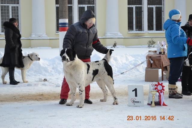 алабай, сао Русский Риск Шухрат