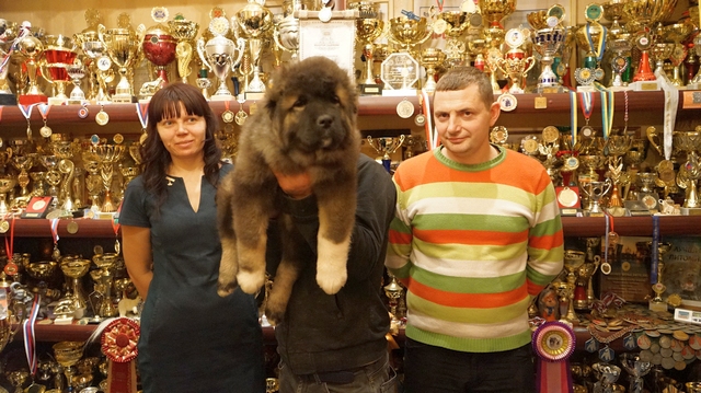 ЩЕНОК КАВКАЗСКОЙ ОВЧАРКИ, ДЕВОЧКА ОБЬ ИЗ ЕГОРЬЕВСКА