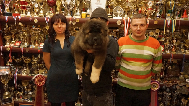 ЩЕНОК КАВКАЗСКОЙ ОВЧАРКИ, ОБЬ ИЗ ЕГОРЬЕВСКА, 2,5 МЕСЯЦА