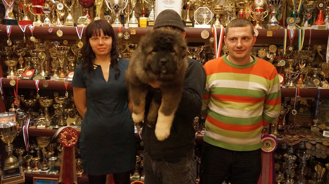 ЩЕНОК КАВКАЗСКОЙ ОВЧАРКИ, ДЕВОЧКА 